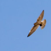 Northern Rough-winged Swallow